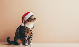a Manx cat in a Santa hat, sitting calmly, beige background, empty space on the left side photo
