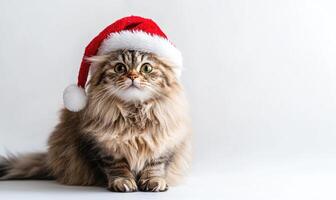 a Persian cat wearing a Santa hat, fluffy and relaxed, white background, empty space on the left photo