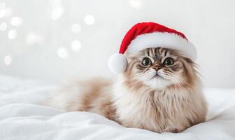 a Persian cat wearing a Santa hat, fluffy and relaxed, white background, empty space on the left photo