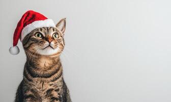 a playful cat wearing a Santa hat, light gray background, empty space on the left photo
