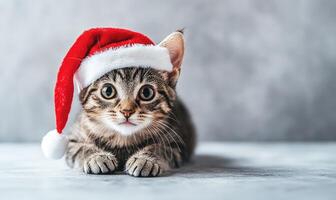 a playful cat wearing a Santa hat, light gray background, empty space on the left photo