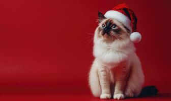 a Ragdoll cat wearing a Santa hat, sitting calmly, red background, empty space on the left photo