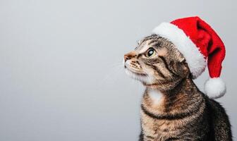 a playful cat wearing a Santa hat, light gray background, empty space on the left photo