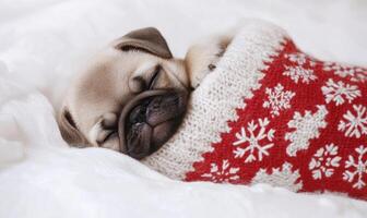 a Pug puppy snuggled in a red and white Christmas stocking photo