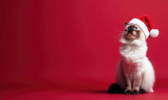 a Ragdoll cat wearing a Santa hat, sitting calmly, red background, empty space on the left photo
