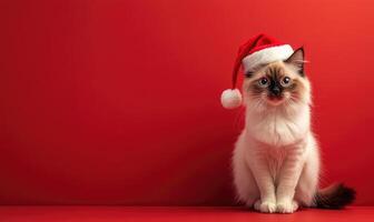 a Ragdoll cat wearing a Santa hat, sitting calmly, red background, empty space on the left photo