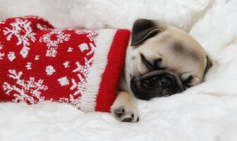a Pug puppy snuggled in a red and white Christmas stocking photo