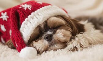 a Shih Tzu puppy snuggled up in a red and white Christmas stocking photo