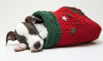 a Whippet puppy asleep in a red and green Christmas stocking photo