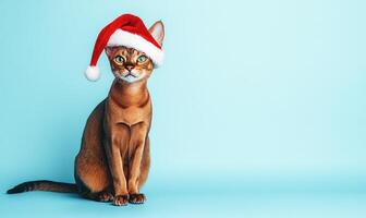 an Abyssinian cat in a Santa hat, light blue background, empty space on the left side photo
