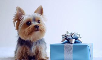 a Yorkshire Terrier sitting in front of a blue Christmas present with a silver bow photo