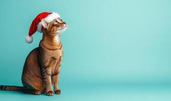 an Abyssinian cat in a Santa hat, light blue background, empty space on the left side photo