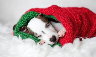 a Whippet puppy asleep in a red and green Christmas stocking photo