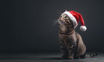 a cat in a Santa hat, sitting on a neutral gray background, empty space on the left side photo