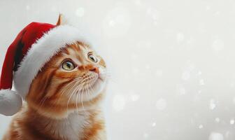 a cat in a Santa hat, white background, empty space on the left photo
