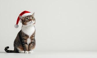 a cat sitting in a Santa hat, white background, empty space on the left side photo