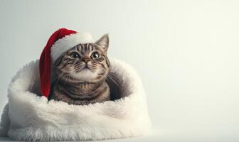 a cat sitting in a Santa hat, white background, empty space on the left side photo
