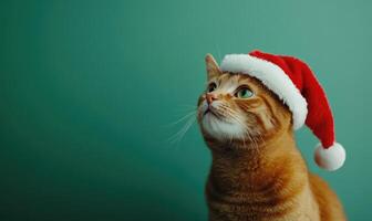 a cat sitting calmly in a Santa hat, green background, empty space on the right side photo