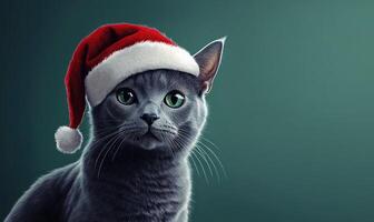 a Chartreux cat in a Santa hat, green background, empty space on the right side photo