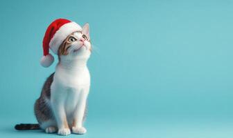 a Japanese Bobtail cat in a Santa hat, blue background, empty space on the right side photo