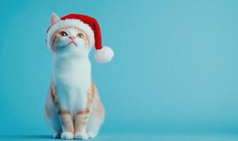 a Japanese Bobtail cat in a Santa hat, blue background, empty space on the right side photo