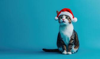 a Japanese Bobtail cat in a Santa hat, blue background, empty space on the right side photo