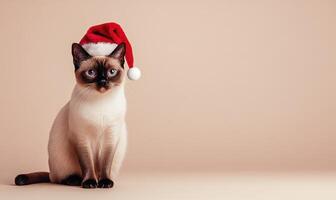 a Siamese cat in a Santa hat, beige background, empty space on the right side photo