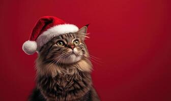 a Siberian cat in a Santa hat, red background, empty space on the right side photo