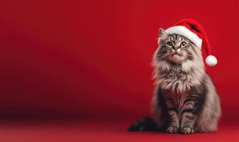 a Siberian cat in a Santa hat, red background, empty space on the right side photo