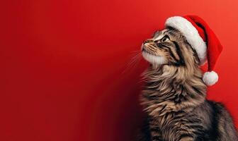 a Siberian cat in a Santa hat, red background, empty space on the right side photo