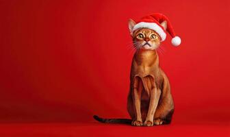 a Somali cat in a Santa hat, red background, empty space on the right side photo