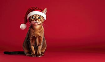 a Somali cat in a Santa hat, red background, empty space on the right side photo