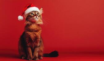 a Somali cat in a Santa hat, red background, empty space on the right side photo