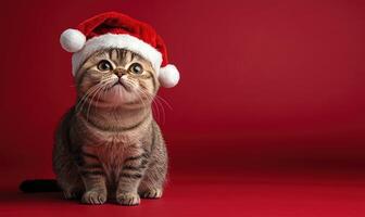 an Exotic Shorthair cat in a Santa hat, red background, empty space on the right photo