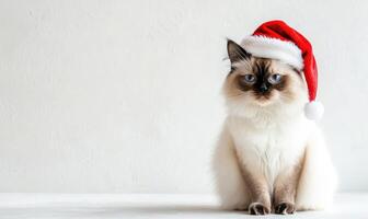 a Birman cat wearing a Santa hat, sitting calmly, white background, empty space on the left photo