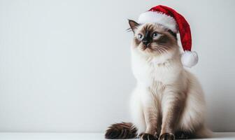 a Birman cat wearing a Santa hat, sitting calmly, white background, empty space on the left photo