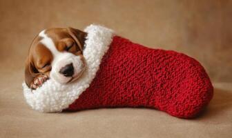 Basset Hound puppy sleeping inside a red and white Christmas stocking photo