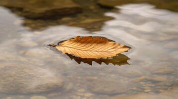 Single, Dried Leaf Floating on a Calm Stream photo