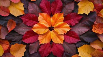 Autumn Leaves in a Circular Pattern photo