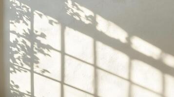 Shadow of a Window and Leaves on a White Wall photo