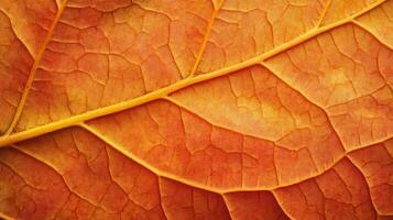 A Detailed Close-Up of a Single Autumn Leaf with a Visible Vein Network photo