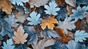 Frosted Autumn Leaves in a Mosaic Pattern photo