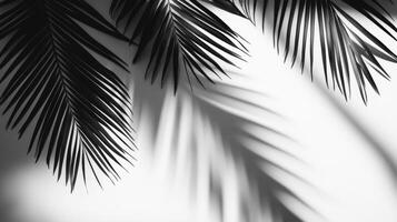 Palm Leaf Shadows Cast on a White Surface photo