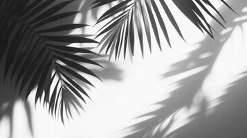 Palm Leaf Shadow on White Background photo