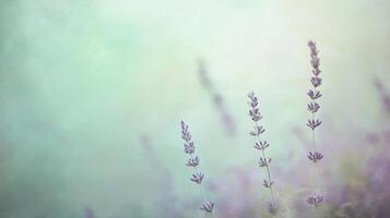 Three Lavender Stalks in a Soft, Blurred Background photo