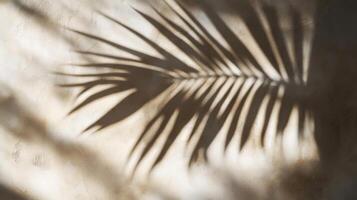 Palm Leaf Shadow Cast on a Light Beige Wall photo