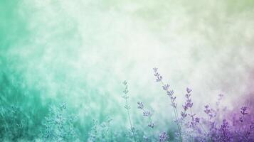 Softly Focused Lavender Blooms in a Hazy Field photo