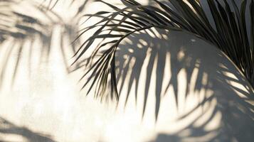 Palm Leaf Shadow Cast on a Light Wall photo