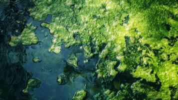Green Algae Covering a Still Pond Surface photo