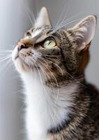 Purring cat with bright eyes, white background, International Cat Day, joyful expression, photo